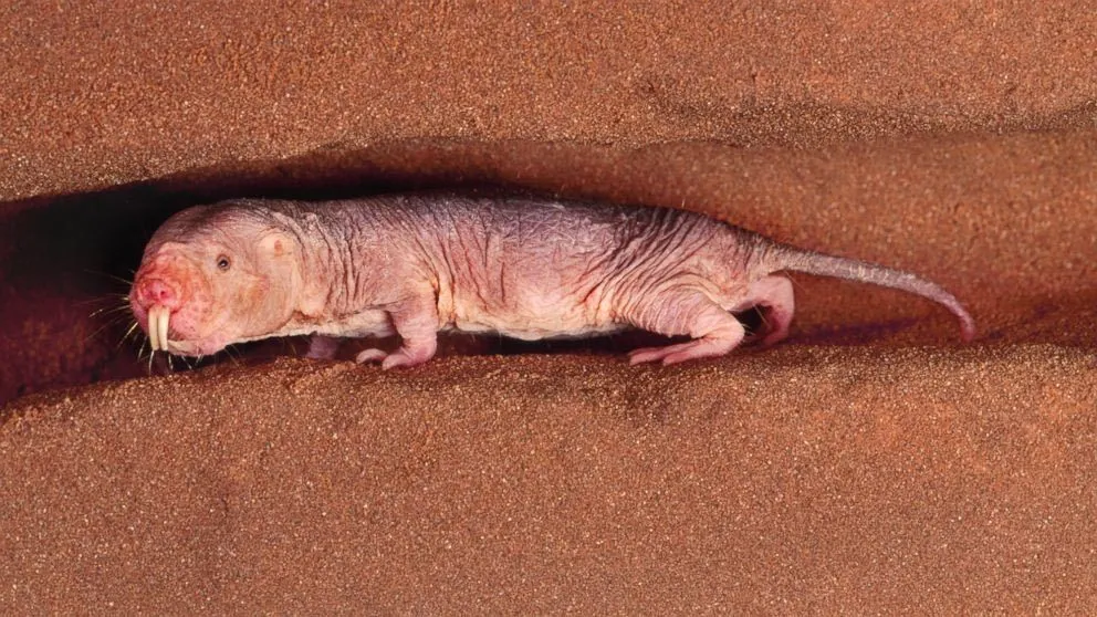 The naked molerat does not age like other animals do.