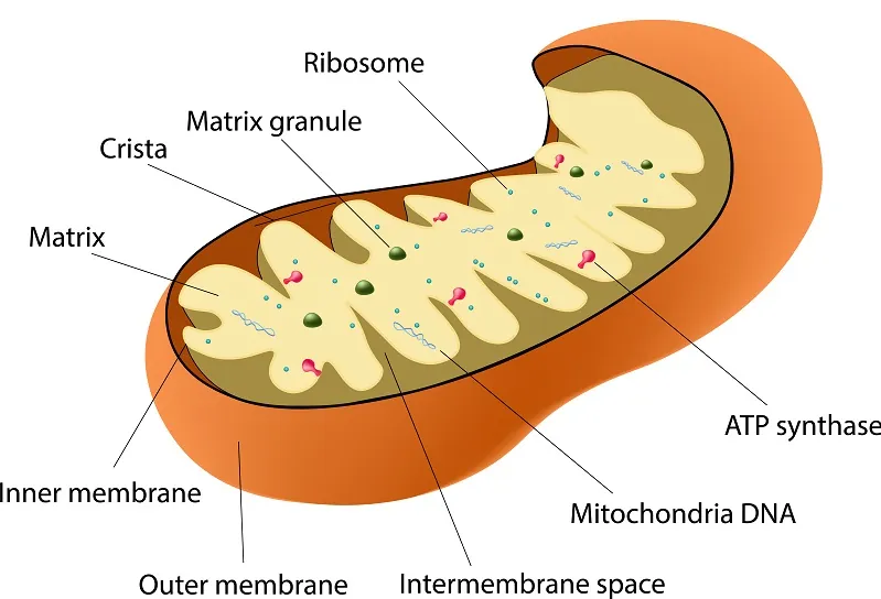 Mitochondrial Dysfunction is believed to be a major reason why we age.