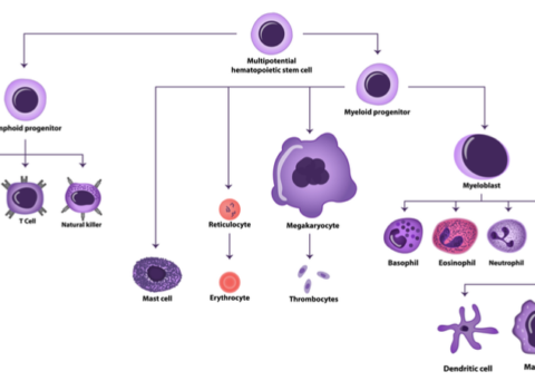 Hematopoiesis | Lifespan.io