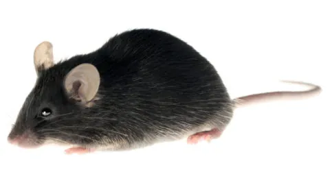 Lab mouse