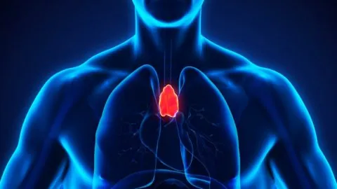 Thymus