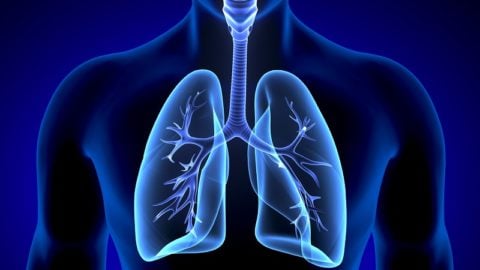 Lungs oxygenates blood and removes CO2 | Lifespan.io