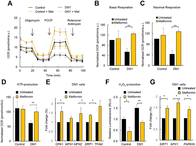 Results of metformin in a DM1 cell study