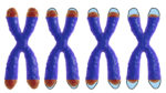 Telomere shortening