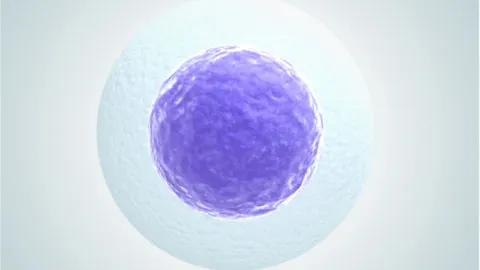 Egg cell