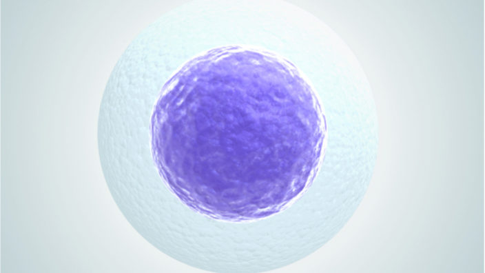 Egg cell