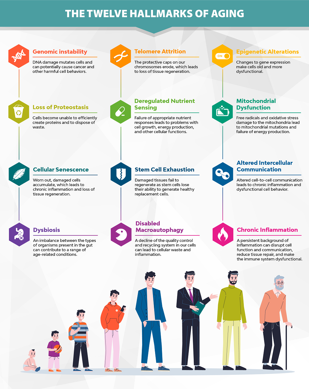 Infogrpahic of the hallmarks of aging.