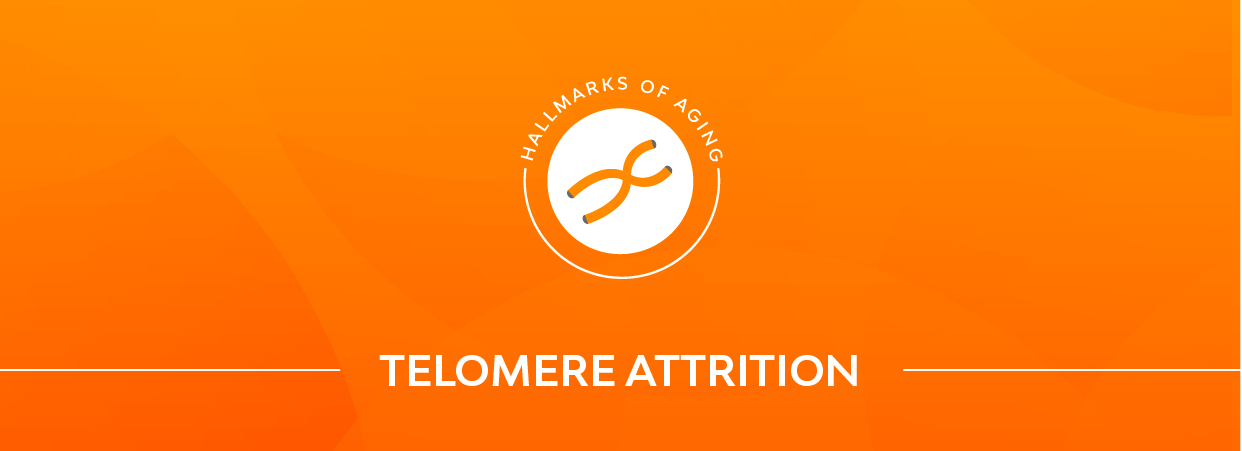 Telomere attrition banner.