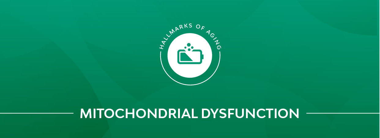 Mitochondrial dysfunction banner. 