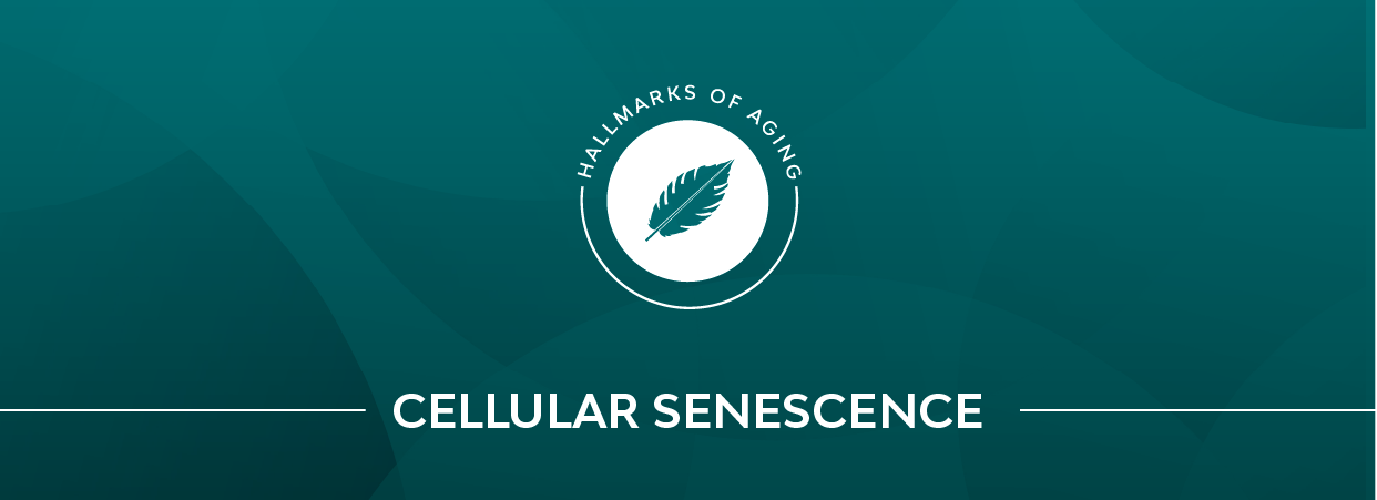 Cellular senescence banner.