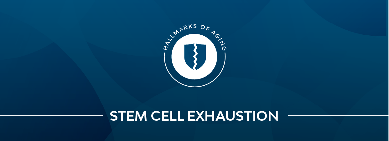 Stem cell exhaustion banner.