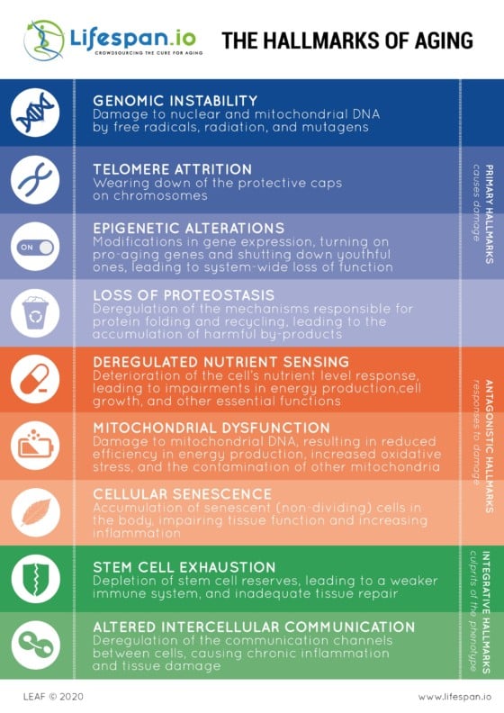 The Hallmarks Of Aging | Lifespan.io