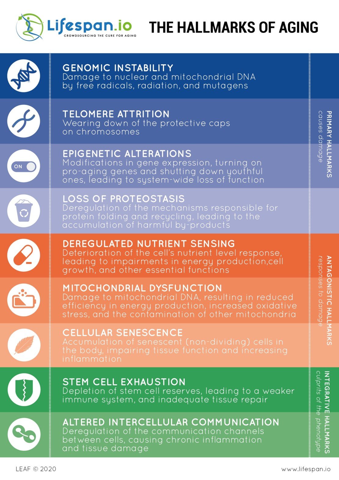 The Hallmarks of Aging | Lifespan.io