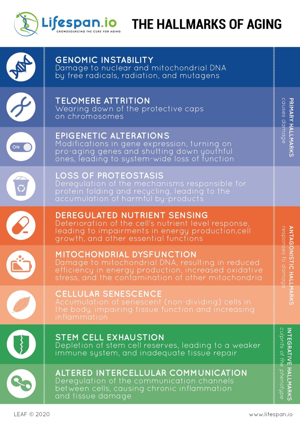 The Hallmarks of Aging Lifespan.io