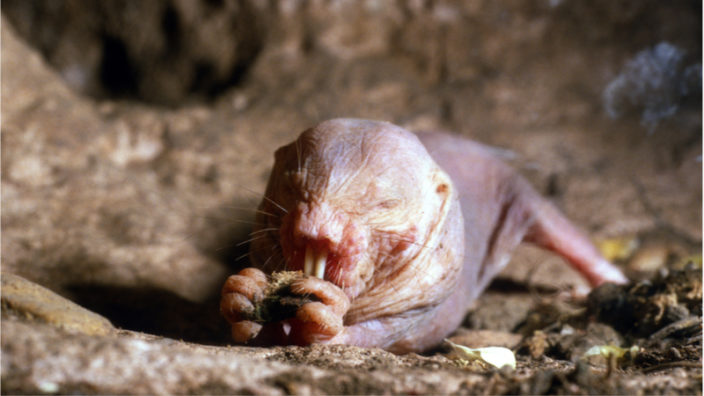 Naked mole rat