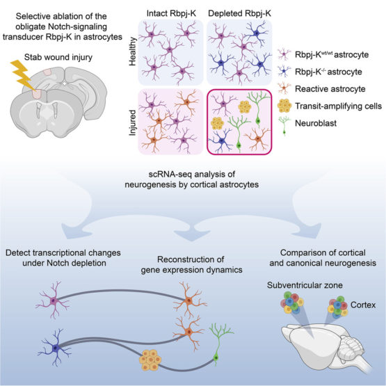 Crh Inhibits Cxcl5 Output In Astrocytes Through Multiple Signaling