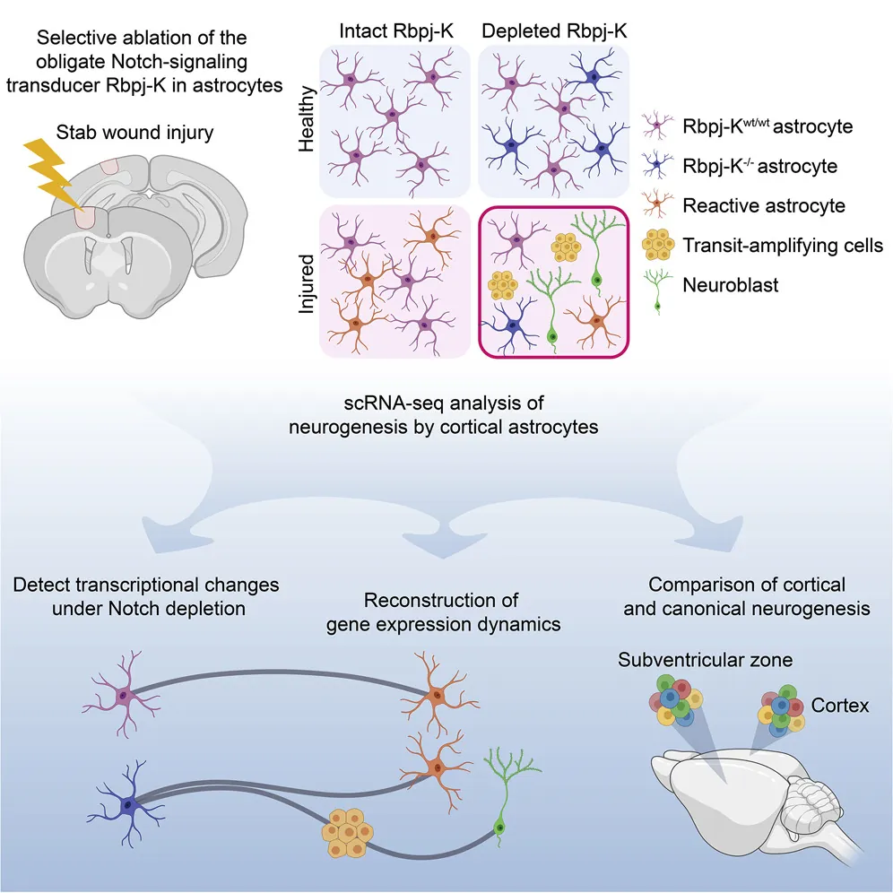 Astrocytes becoming neurons