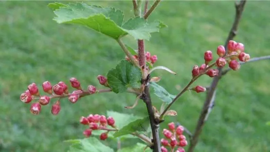 Ribes meyeri