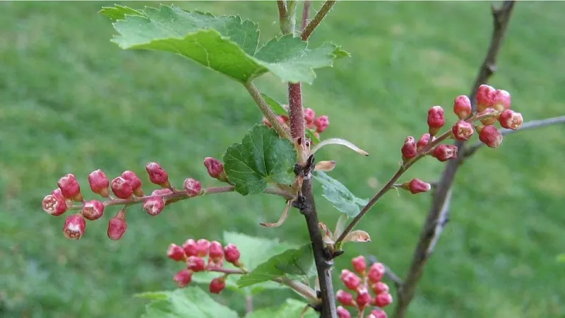 Ribes meyeri