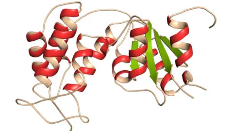 CD38 protein image