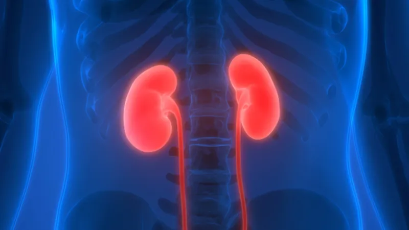 CGI of kidneys