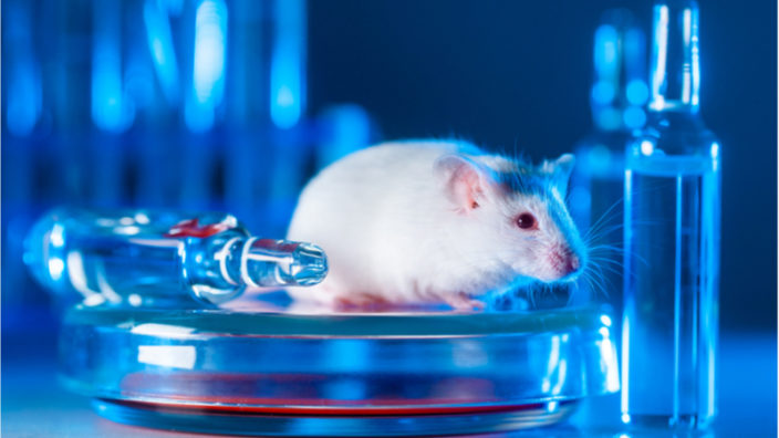 rat on a petri dish
