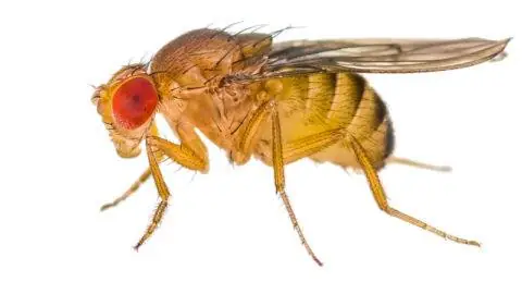 The Drosophila fruit fly