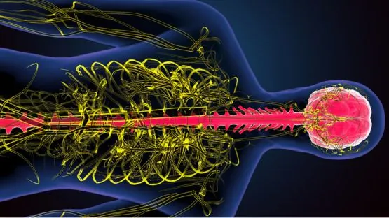 The sympathetic nervous system