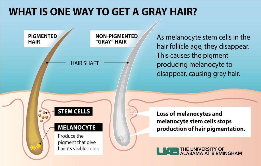 why-does-the-hair-on-all-other-parts-of-your-body-stay-short-while-the