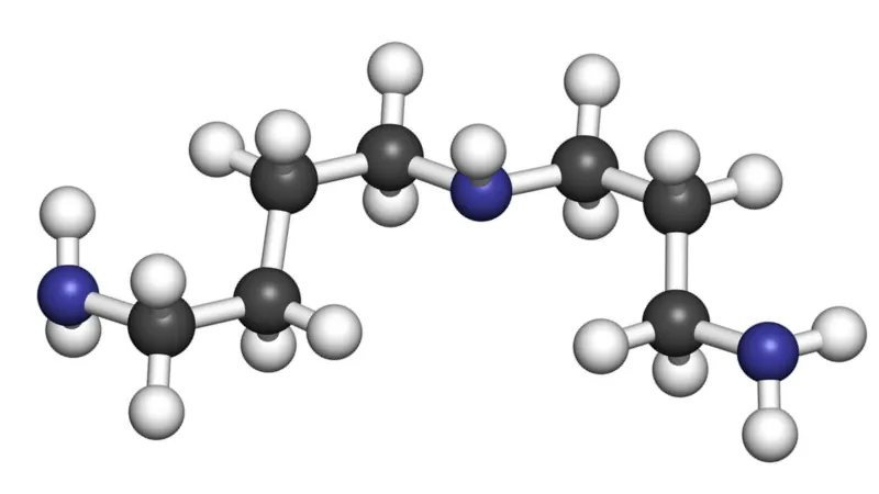 Spermidine supplement may slow down aging.