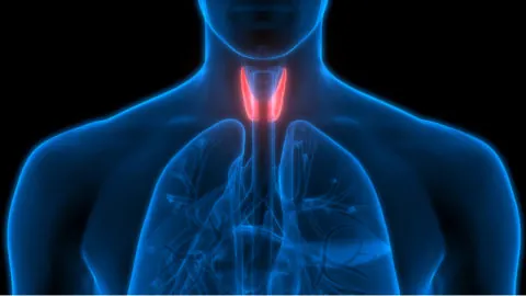 The thyroid gland