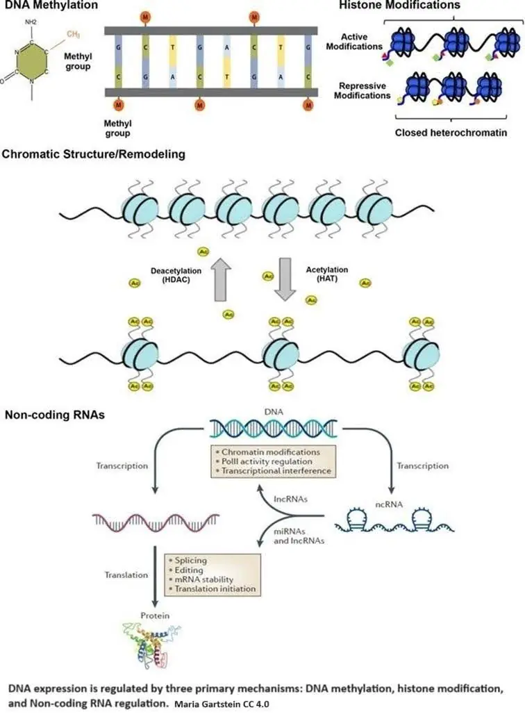 Epigenetic alterations explained