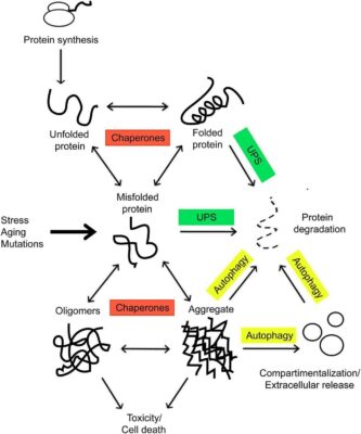 Protein folding
