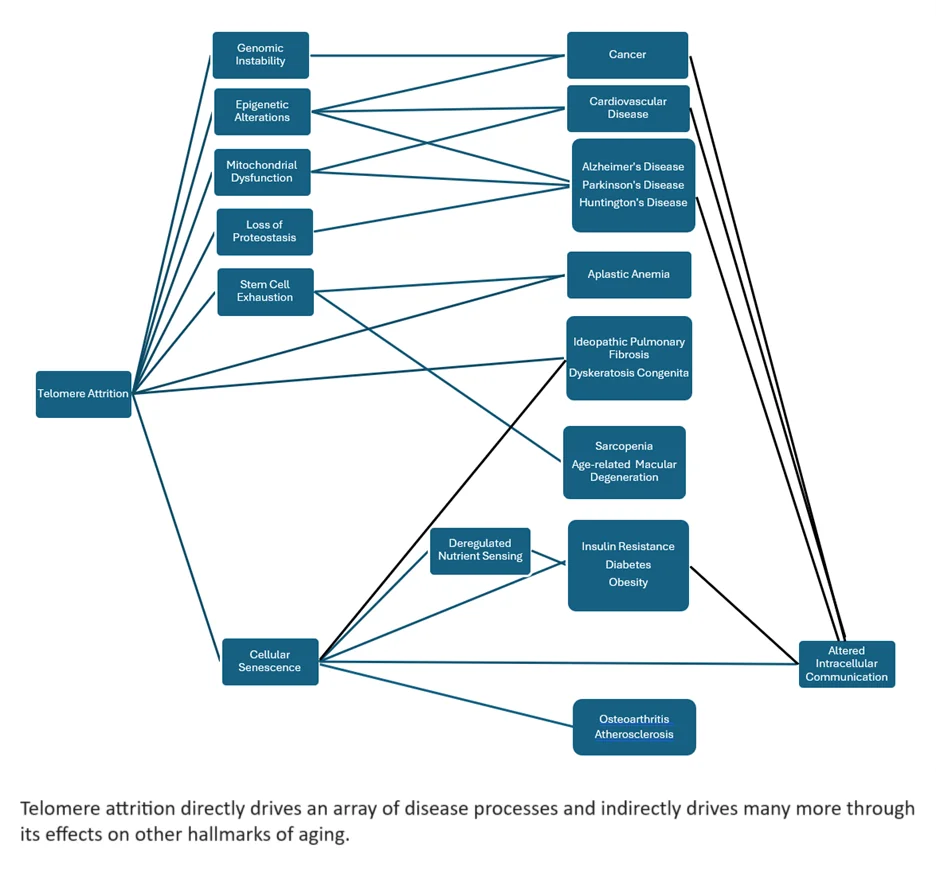 Telomere attrition 1