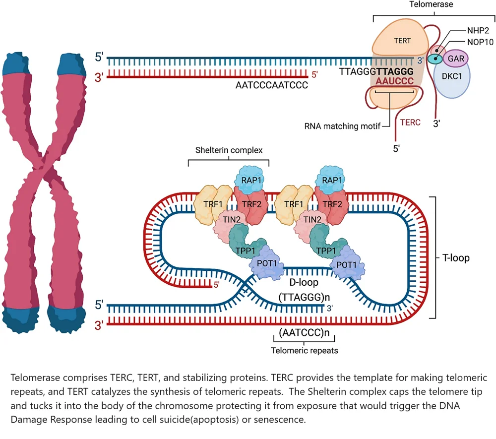 Telomere attrition 2