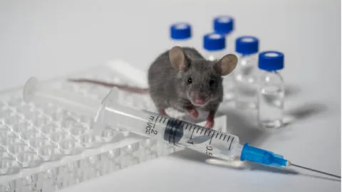 Research mouse