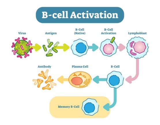 What Are B Cells? A Summary Of B Lymphocytes | Lifespan.io