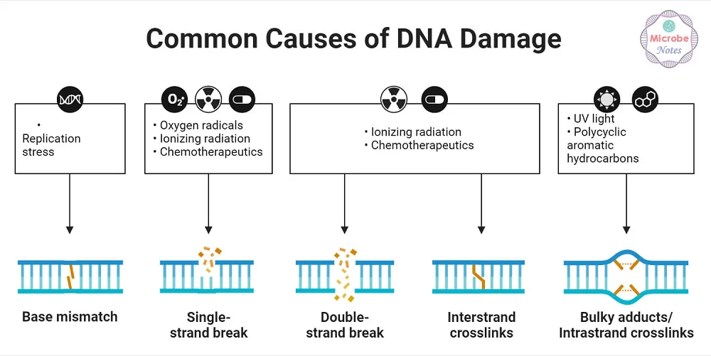 Genomic Instability 1