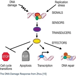 Genomic Instability 2