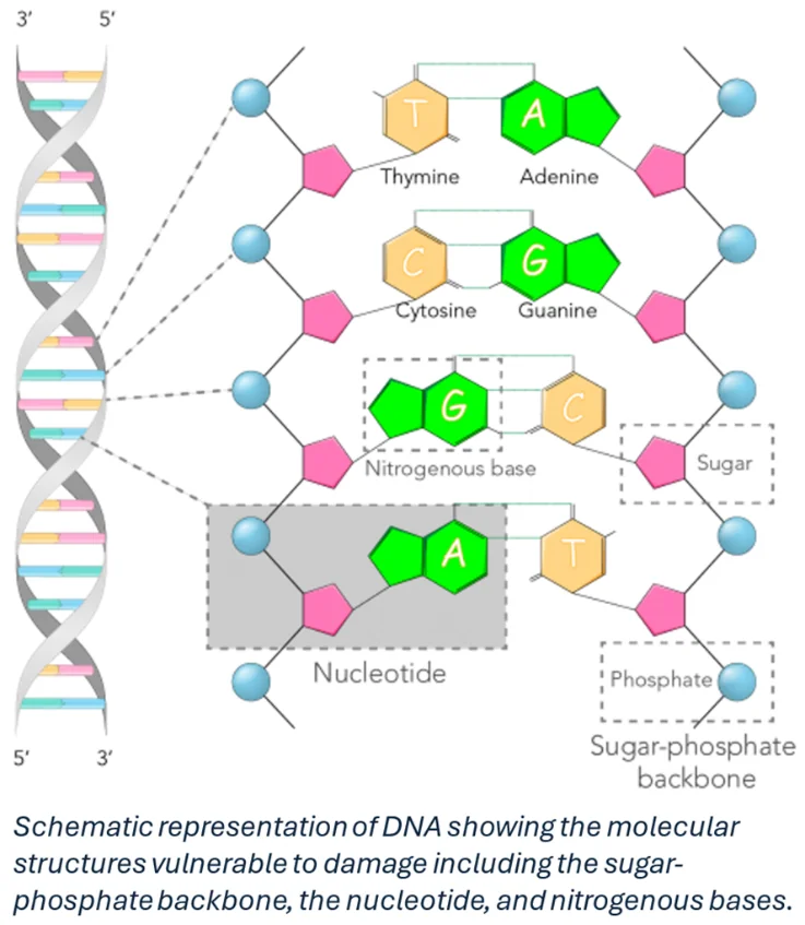 Genomic Instability 3