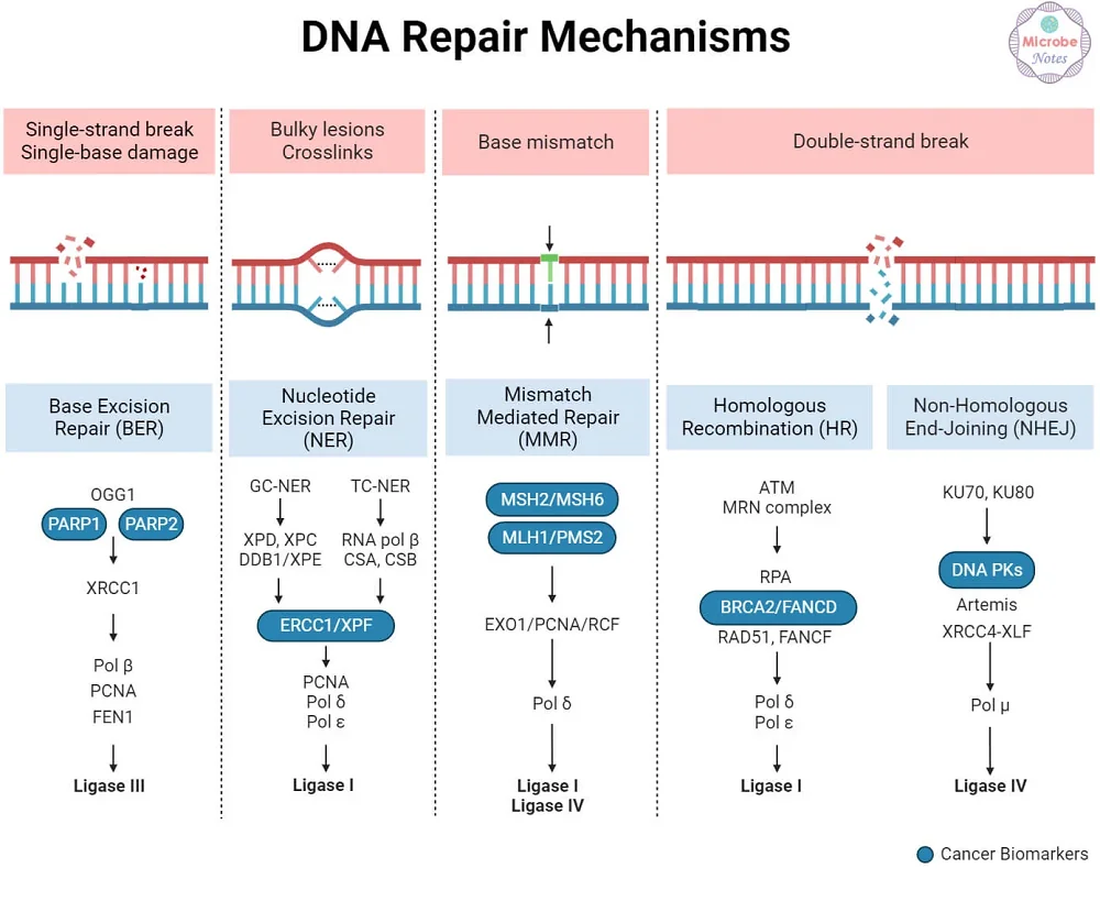 Genomic Instability 4