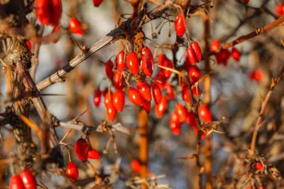 Berberine activates AMPK.