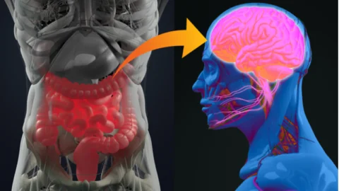 Gut brain inflammation