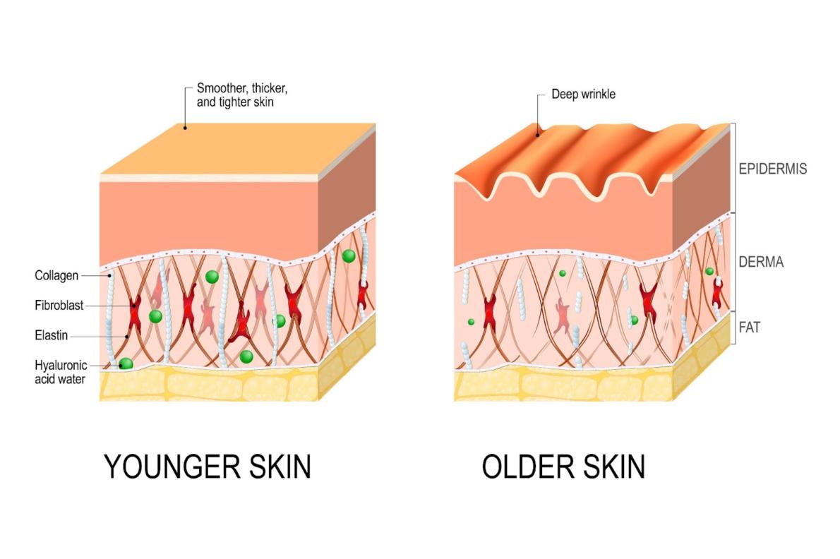 A Summary of Hydrolyzed Collagen and Aging | Lifespan.io