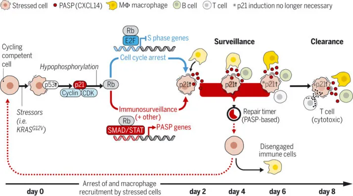 p21 stressed cells