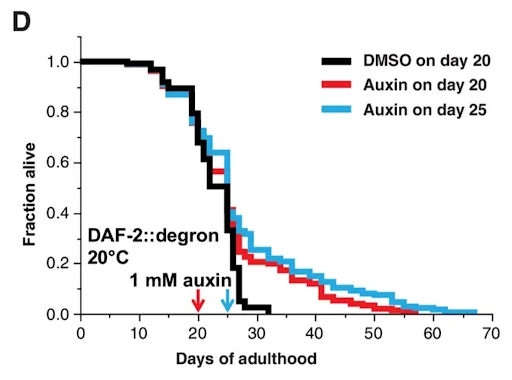 Auxin's effects on nematodes