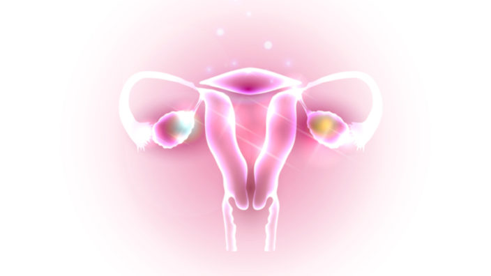 Uterus