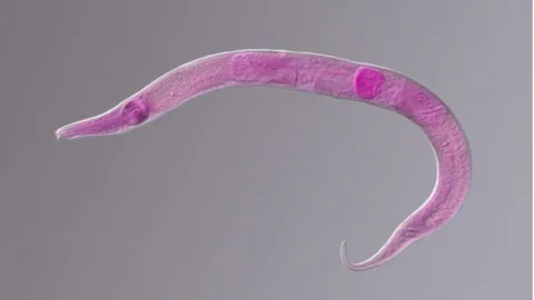 Nematode