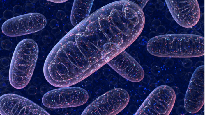 Colorful mitochondria