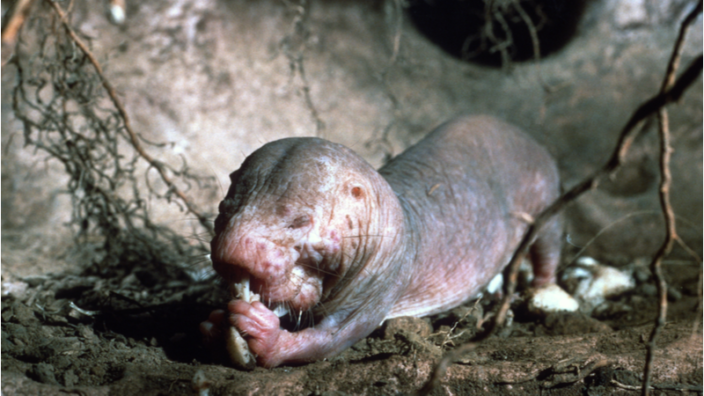 Naked mole rat
